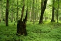 Lush green BiaÃâowiÃÂ¼a primeval forest in Poland